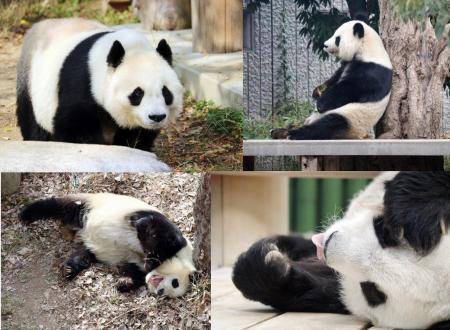 【NHKカルチャー】パンダライター二木繁美さんによる