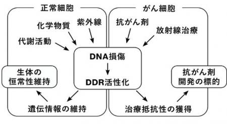 DNA損傷応答の段階的制御機構を解明 ― シグナルの活性