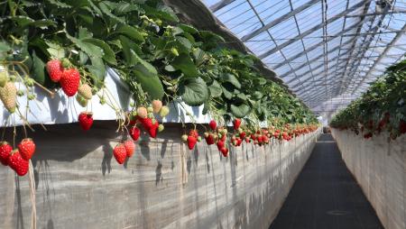 「暮らしに、季節の楽しみを」入居者限定いちご狩りイ