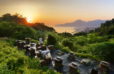 国産はちみつの国内消費量は、わずか6％　食の未来を