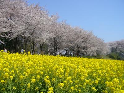 【東京・町田市】「町田さくらまつり」をはじめ、春の