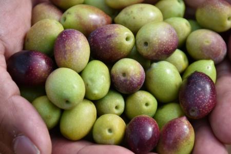 早摘み、力強いグリーンの今季収穫新油到着！スペイン