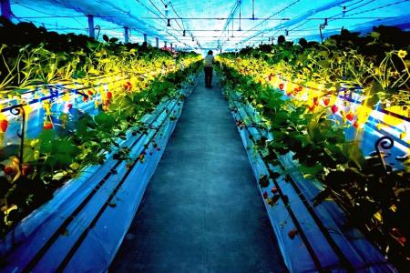 【福助ファーム】3月20日(金)兵庫県三田市で「夜のい