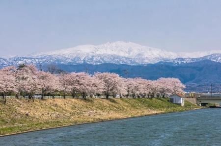 加賀・山中温泉に咲く【3,000本の桜めぐり】春の旬「