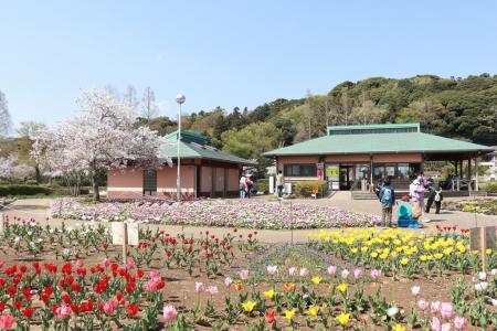【千葉/袖ケ浦】袖ケ浦公園に春がやってくる！「第３