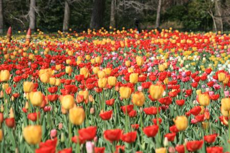 ～心はずむ早春の花風景～『早咲きチューリップ』見頃
