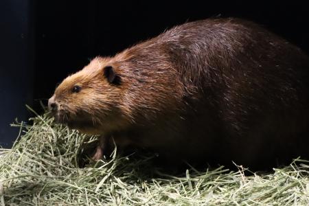 水族館アトアに 『アメリカビーバー』 がもう1頭やっ