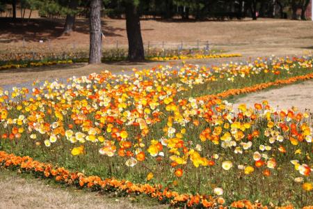 風に揺れるアイスランドポピー見頃【国営海の中道海浜