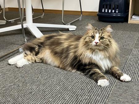 空き家対策と動物愛護をつなぐ取り組み