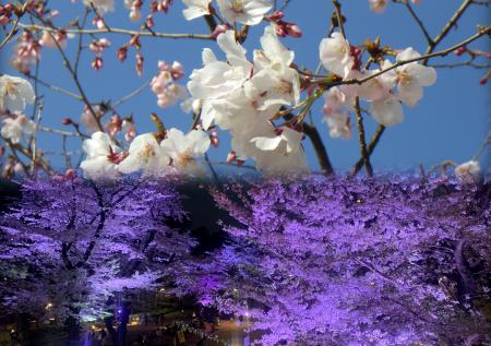 新宿中央公園の桜・夜桜ライトアップ
