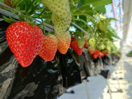 【JAF富山】ご家族やご友人と一緒に楽しめる「いちご 【JAF富山】ご家族やご友人と一緒に楽しめる「いちご