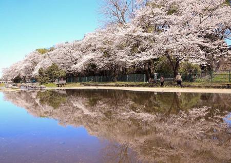東京都福生市「第43回ふっさ桜まつり」を開催中！