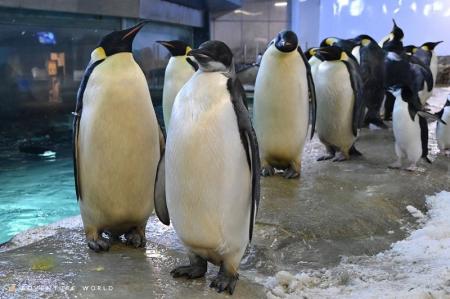 エンペラーペンギンのこどもが生後半年を迎えます！３