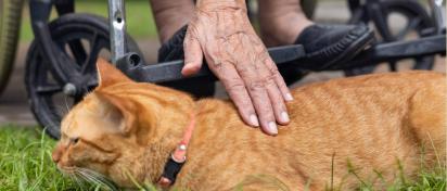 「もしもの時、ペットはどうなるの?」 「もしもの時、ペットはどうなるの?」