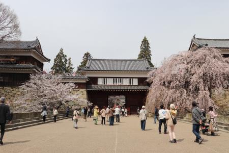 春爛漫！約1,000本の桜が咲き誇る　第23回上田城utf-8