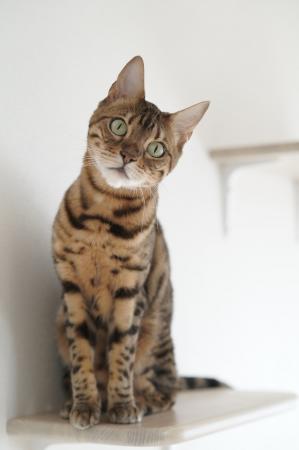 「猫ん家」特設ウェブサイトオープンのお知らせ - 猫