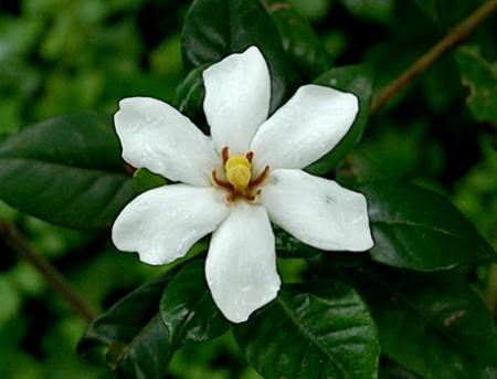 肌細胞の“隙間”をなくす「トリセルラータイトジャンク