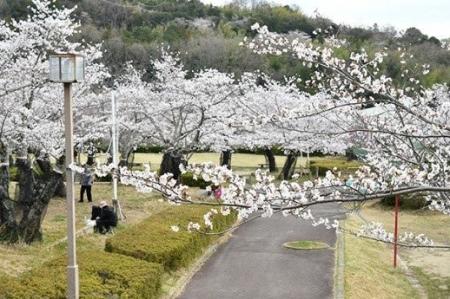 昼と夜で異なる桜の風情が楽しめる「摂津峡さくら祭り