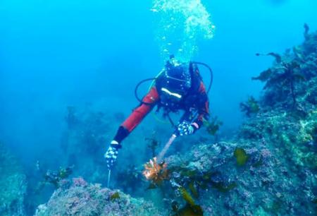 Jブルークレジットの公募開始！~横須賀みんなの海プロ