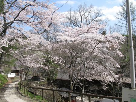 秋保木の家ロッジ村、春限定「お花見BBQプラン」提供