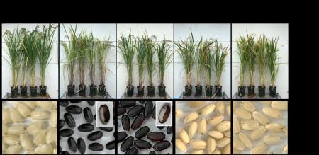 【東京農業大学（共同研究）】遺伝子組換えを使utf-8