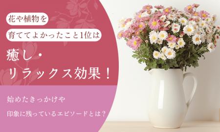 花や植物を育ててよかったこと1位は「癒し・リラック