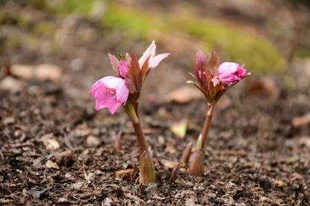 クリスマスローズ「ヘレボルス・チベタヌス」開花 クリスマスローズ「ヘレボルス・チベタヌス」開花