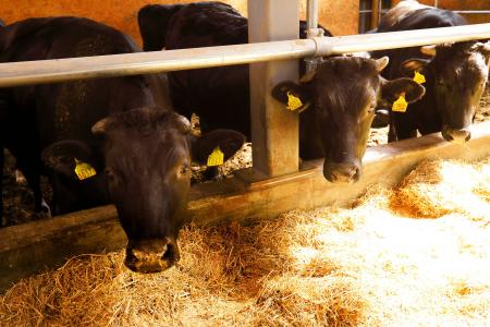 スターゼン、畜産由来の温室効果ガス削減の取り組みを スターゼン、畜産由来の温室効果ガス削減の取り組みを