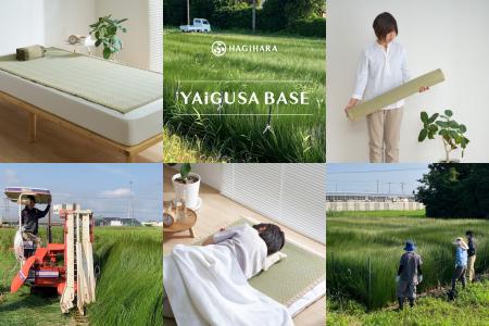 【い草を未来へ】静岡県内唯一のい草栽培、初収穫のい