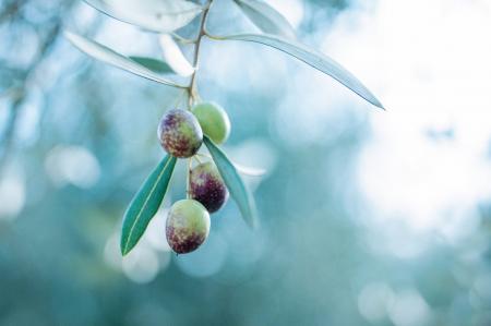 オリーヴ兄弟・弟による、大人のための非日常体験プロ