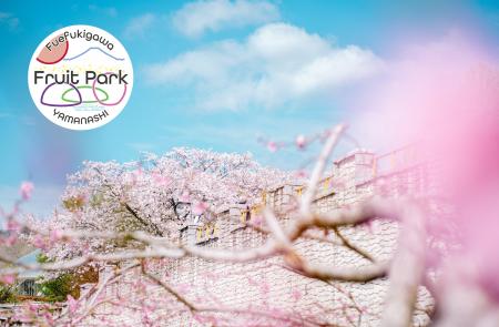 【春の山梨県笛吹川フルーツ公園】富士山と桃源郷が一