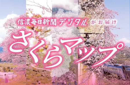 北上する桜前線を追いかけます！　桜の便りは信濃毎日