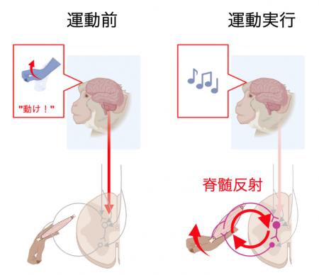 【共同研究成果】「巧みな手の動き」の主役は脊utf-8 【共同研究成果】「巧みな手の動き」の主役は脊utf-8