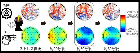 ストレス適応の秘密は「１時間後」の脳にあり！