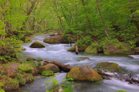 【重要】令和8年度 奥入瀬自然博物館（マイカー交通規