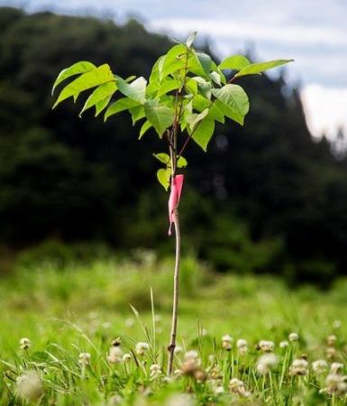 漆の植栽を通じて福島・阿武隈の里山再生へグリーンコ