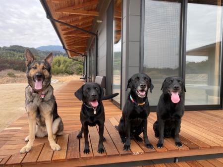 【春のドッグイベント】愛犬と一緒に見て・ふれて・体
