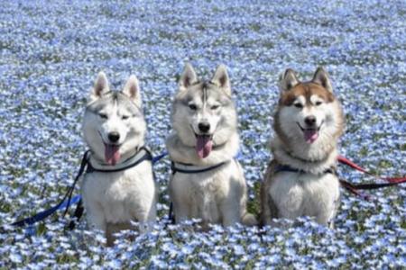 55万本のネモフィラ畑を愛犬とパレード！横須賀・ソレ