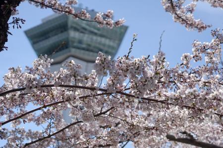 【望楼NOGUCHI函館】桜咲く函館で、春の味覚と癒しの