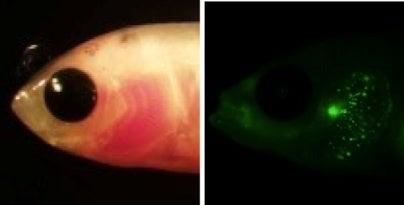 マイクロプラスチックの魚類体内への取り込みを透明金 マイクロプラスチックの魚類体内への取り込みを透明金