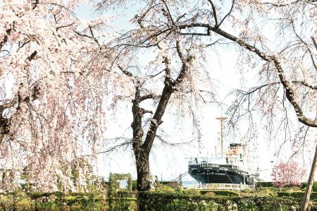 【今週末3/29-30が絶好機】横浜・みなとみらいの桜が 【今週末3/29-30が絶好機】横浜・みなとみらいの桜が