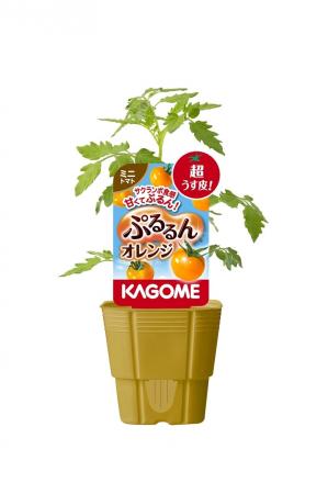カゴメオリジナル品種家庭園芸用苗（2026年シーズン）
