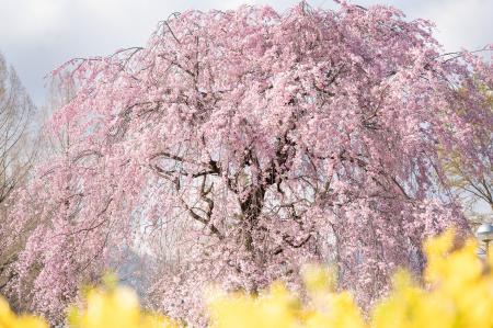 【リニューアル後初の春】ぐんまフラワーパークプラス 【リニューアル後初の春】ぐんまフラワーパークプラス