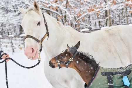 【未公開カット６点付き】大人気アイドルホース・ソダ