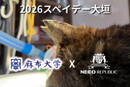 【全額無料】1匹の猫が1年で80匹に…。多頭飼育崩壊を 【全額無料】1匹の猫が1年で80匹に…。多頭飼育崩壊を