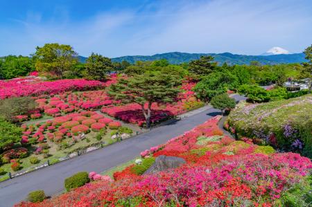 小室山公園つつじ観賞会～小室山公園を彩る真っutf-8