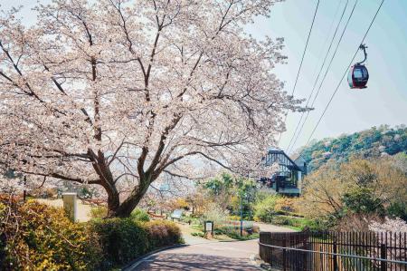 神戸の山上に登場する「山桜のある風景」。神戸布引ハ