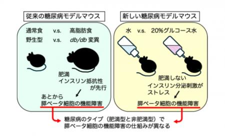 【横浜市立大学】膵ベータ細胞の働き過ぎがストレス 【横浜市立大学】膵ベータ細胞の働き過ぎがストレス