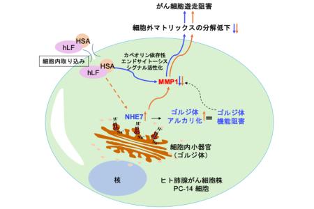 ヒトラクトフェリン/ヒト血清アルブミン融合タンパク