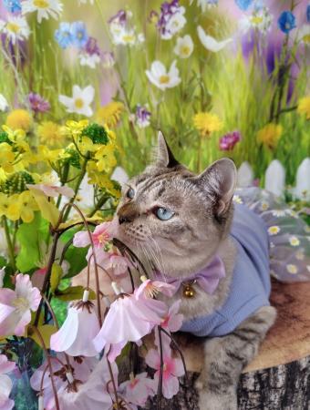 いなばペットフード　わんちゃん・猫ちゃんとの「お花